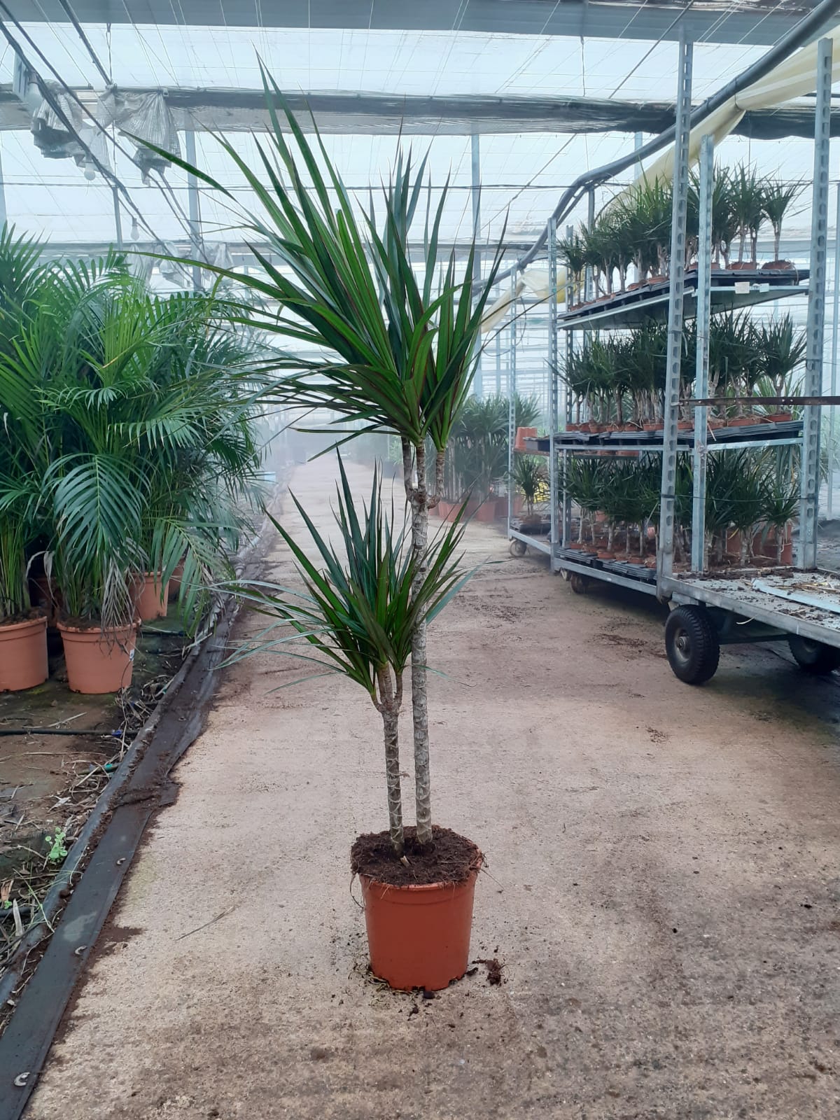 DRACAENA MARGINATA C 20 60.30 CM